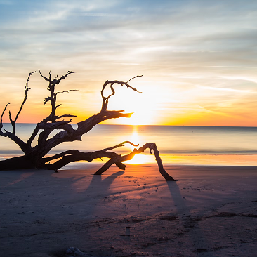 Driftwood